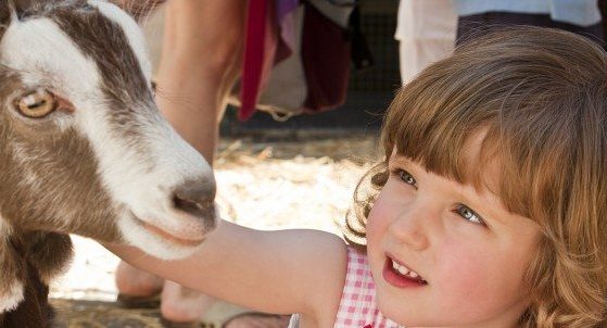 Animal Land Childrens Farm