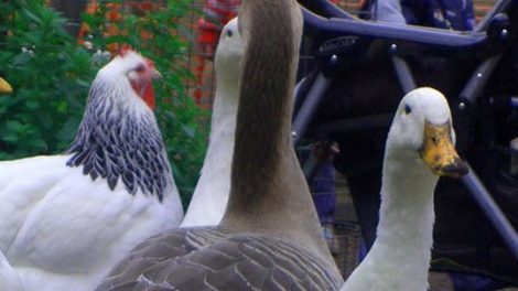 Collingwood Children’s Farm