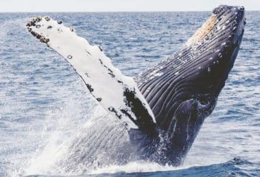 Whale Watching Tours