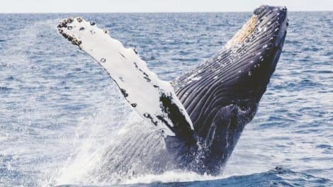 Whale Watching Tours