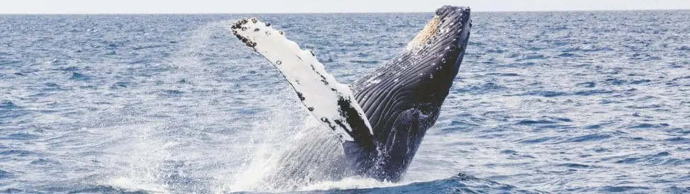 Whale Watching Tours