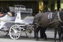 Horse Carriage Tours