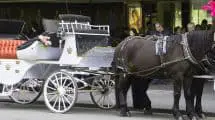 Horse Carriage Tours
