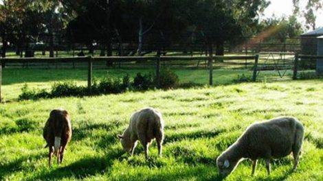 Bundoora Park Childrens Farm