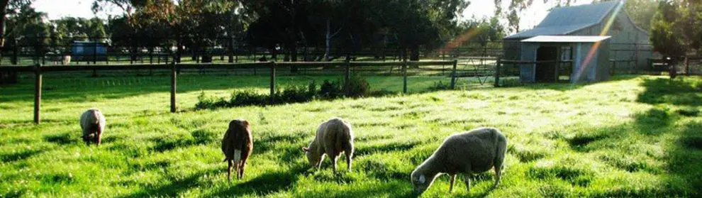 Bundoora Park Childrens Farm