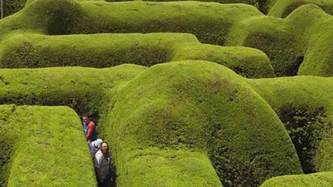 Ashcombe Maze And Lavender Gardens