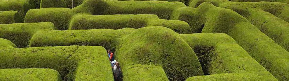 Ashcombe Maze And Lavender Gardens