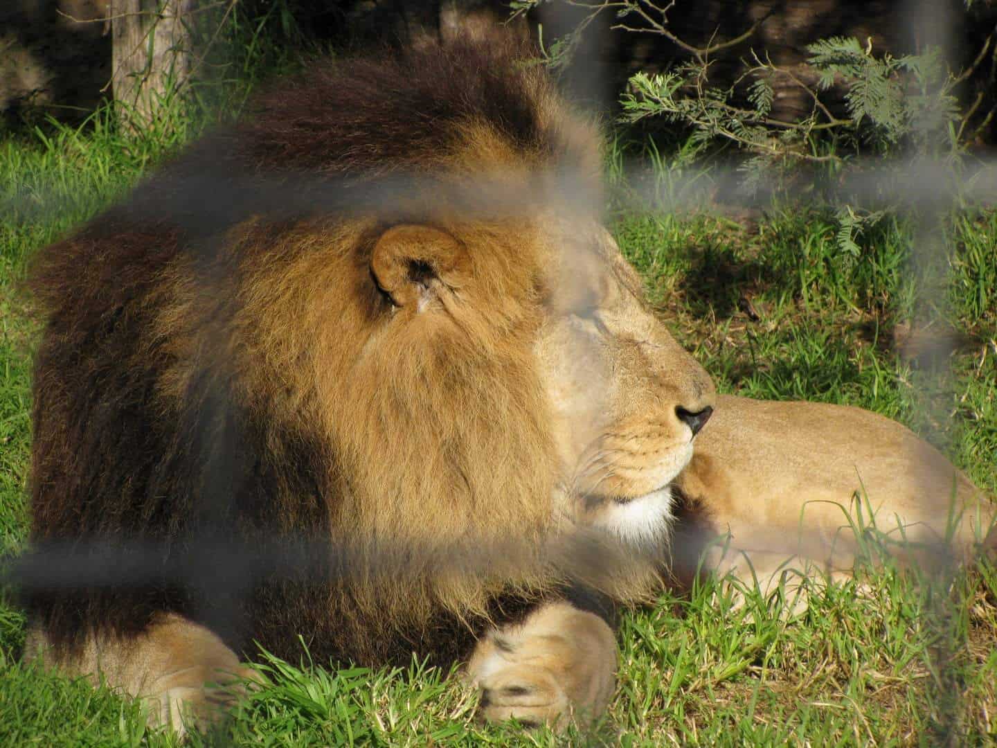 Melbourne Zoo - Entry Fee Prices, Tickets, Address Map &amp; Opening Hours