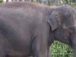 Melbourne Zoo 202