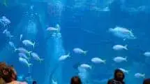 Sea Life Melbourne Aquarium