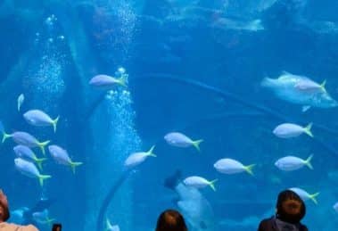 Sea Life Melbourne Aquarium