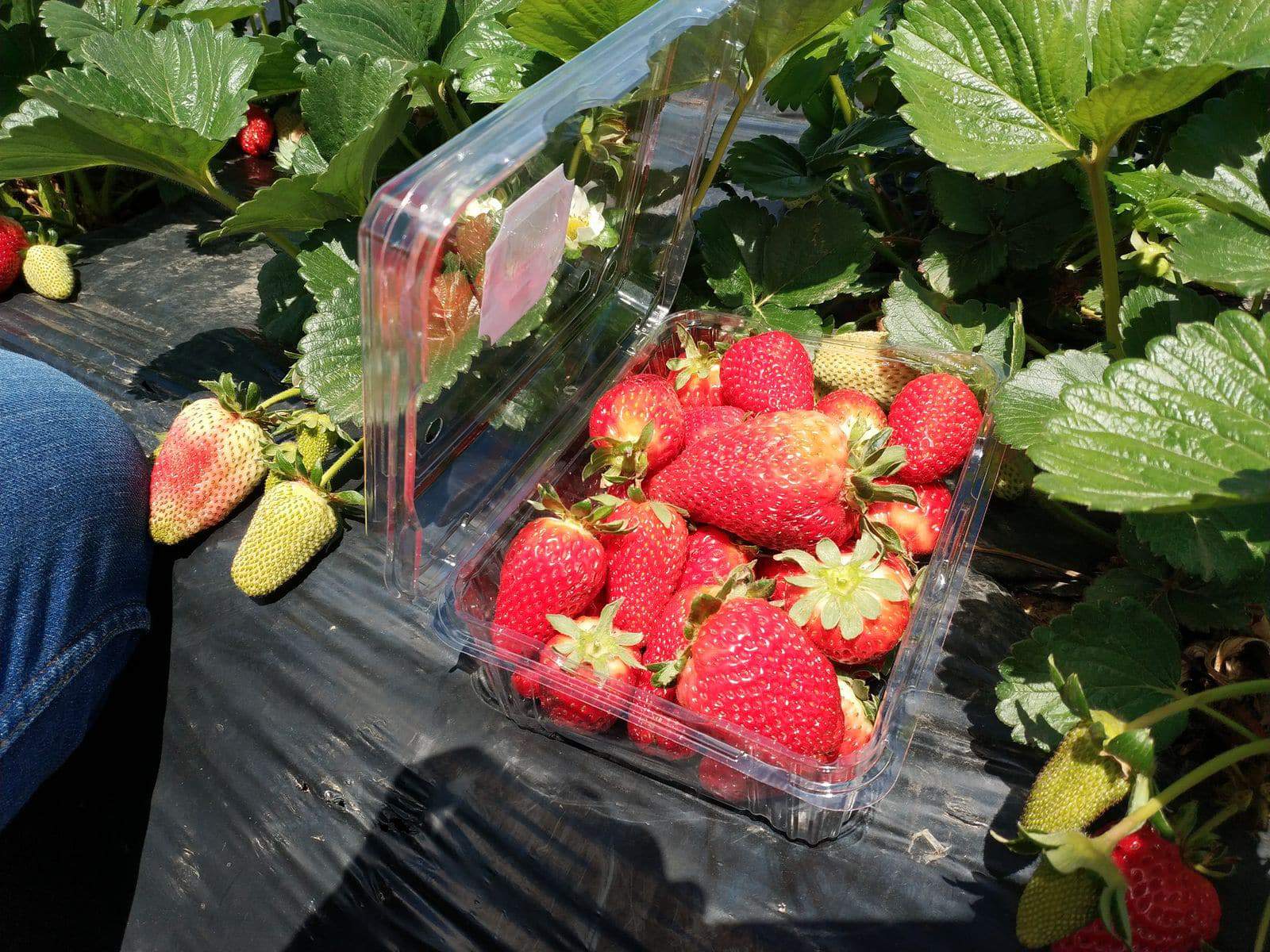 Sunny Ridge Strawberry Farm - Mornington Melbourne, Upick Price