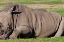 Werribee Open Range Zoo 040