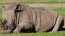Werribee Open Range Zoo 040
