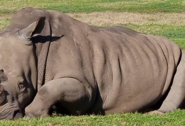 Werribee Open Range Zoo 040
