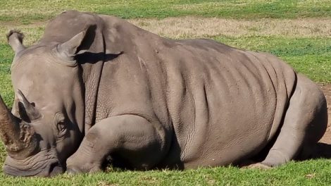 Werribee Open Range Zoo 040