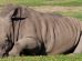 Werribee Open Range Zoo 040