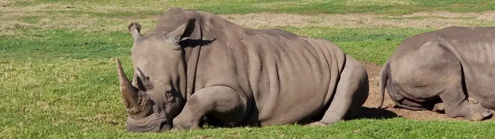 Werribee Open Range Zoo 040