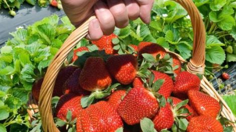 Sunny Ridge Strawberry Farm