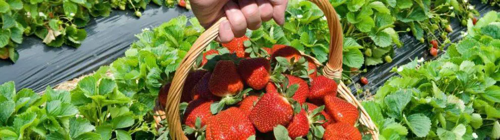 Sunny Ridge Strawberry Farm