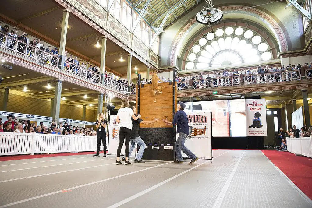 Dog Lovers Show 2024 Dates & Ticket Prices, Melbourne Showgrounds