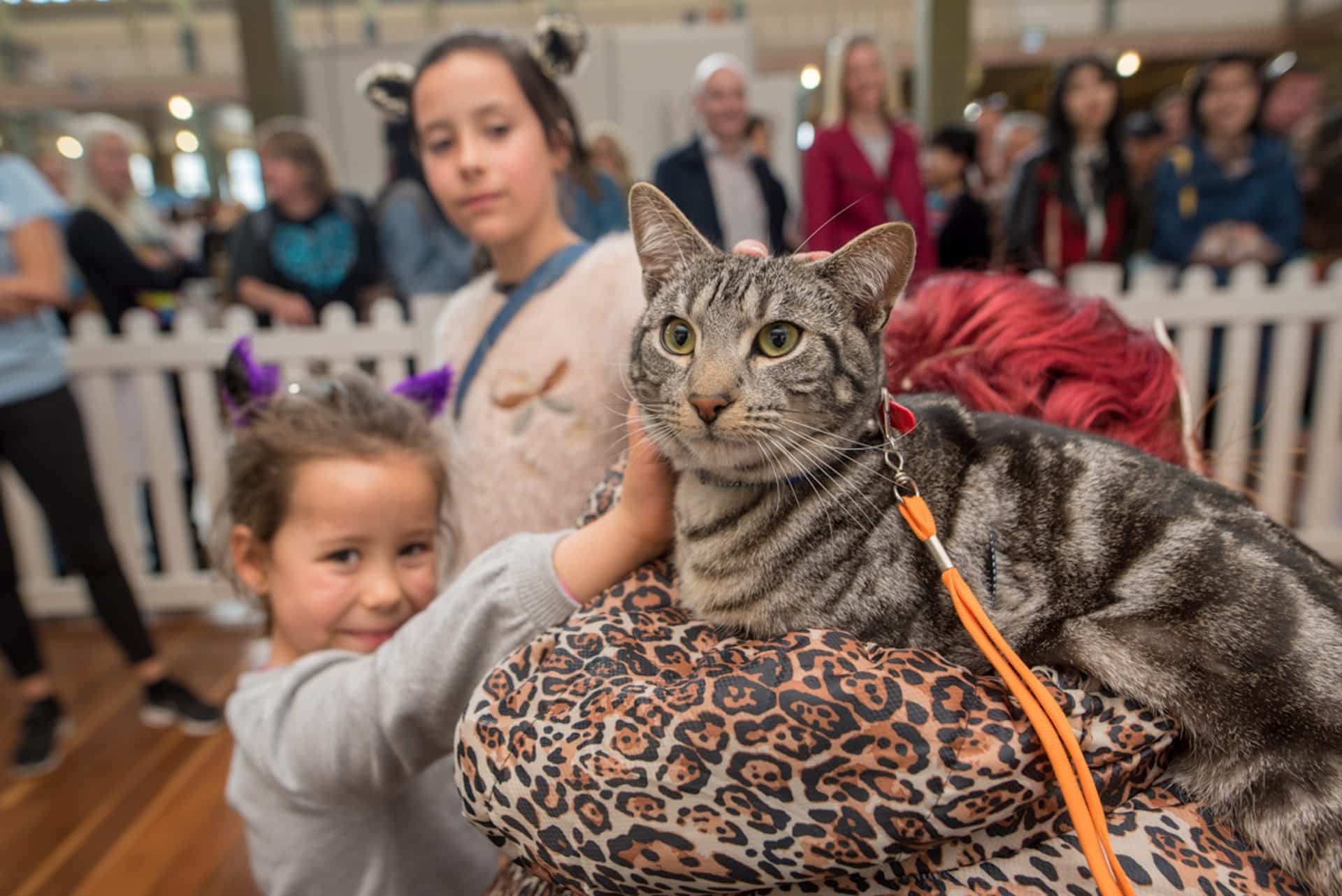 Melbourne Cat Lovers Show 2024 Dates, Tickets, Prices & Attractions