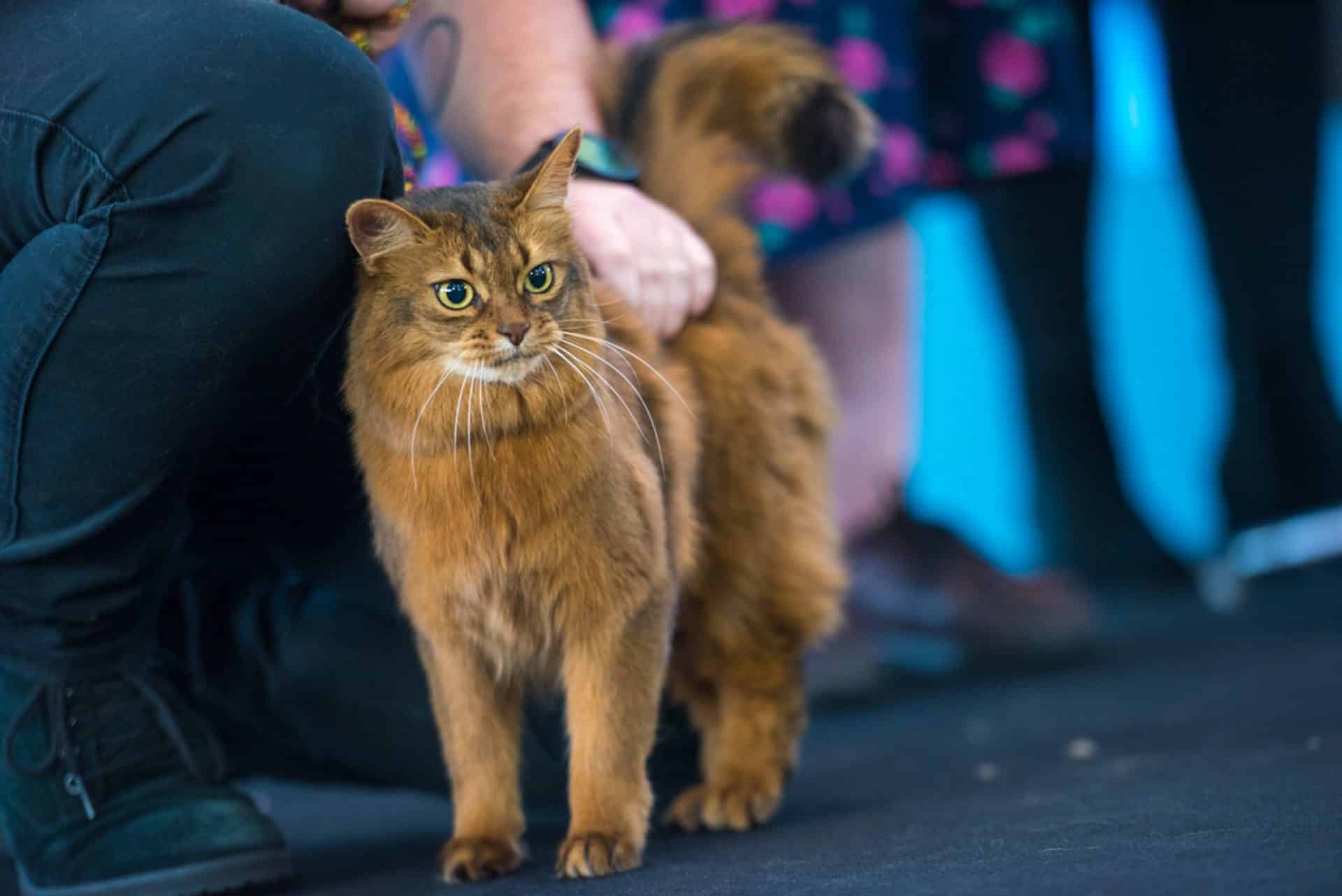 Melbourne Cat Lovers Show 2024 Dates, Tickets, Prices & Attractions