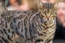 Melbourne Cat Lovers Show